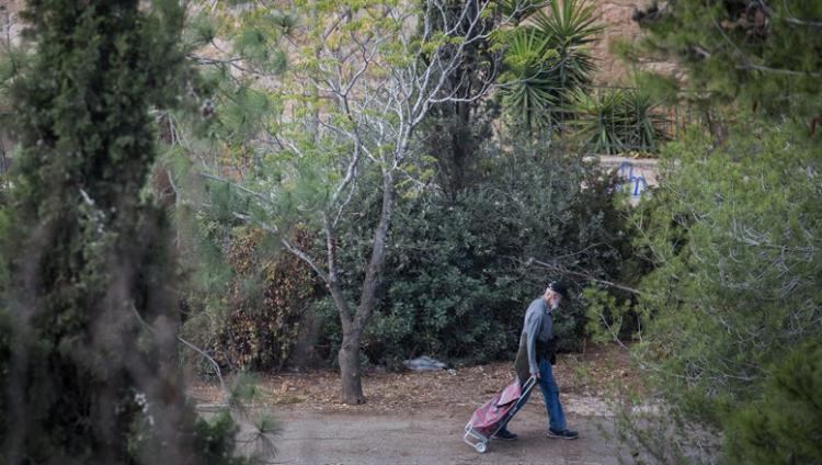 В Израиле посадят 450 тысяч деревьев, чтобы противостоять глобальному потеплению