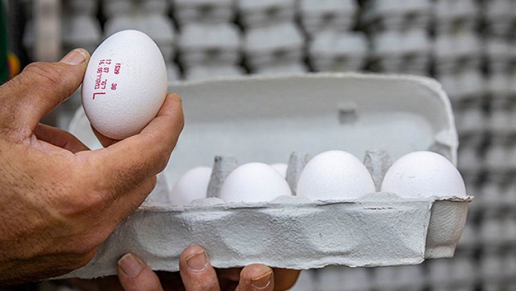 С февраля цены на куриные яйца в Израиле повысятся почти на 16 %