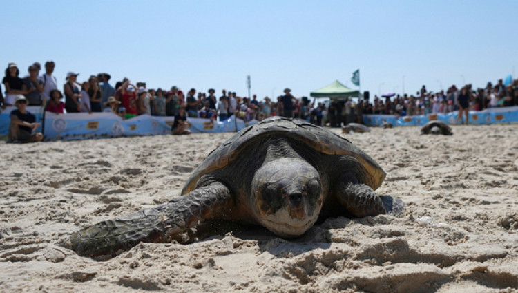 Во всемирный день морских черепах в Израиле выпустили в море 18 спасенных логгерхедов