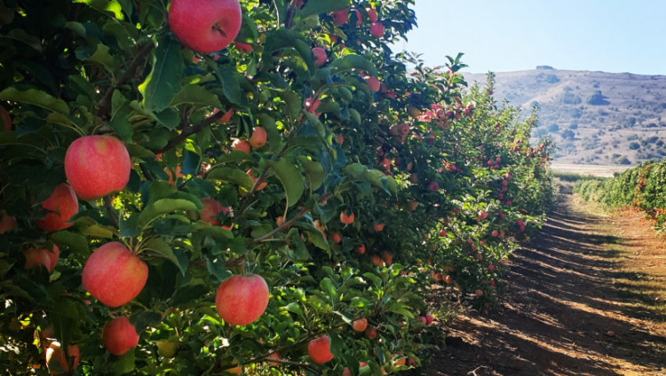 На Новый год израильтяне съедят 15 тыс. тонн яблок и 6 тыс. тонн гранатов