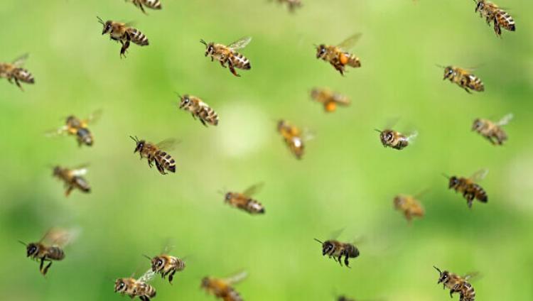 Израильские роботизированные ульи спасут глобальную популяцию пчел