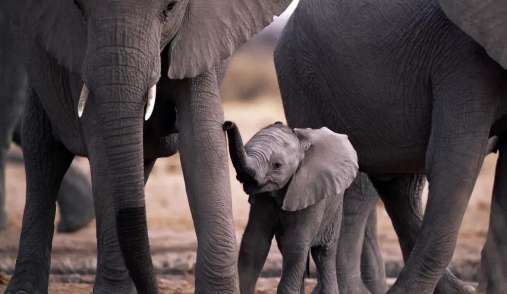 Слоны защищали слоненка от ракетных ударов в Тель-Авивском зоопарке