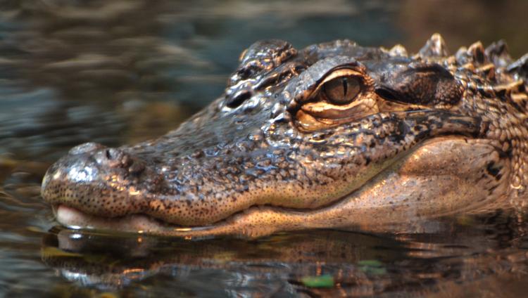 В Израиле ловят крокодила-«перебежчика» из Иордании