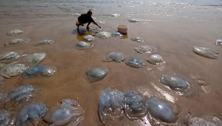 У побережья Израиля появились 30-килограммовые медузы