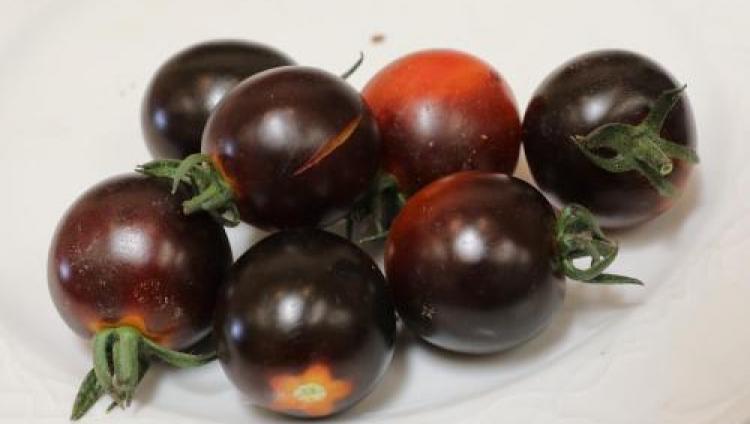 Новый сорт израильских черных томатов получил высшую награду на сельхозвыставке