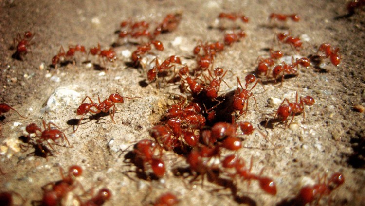 В Абу-Гоше обнаружен очаг смертельно опасных огненных муравьев