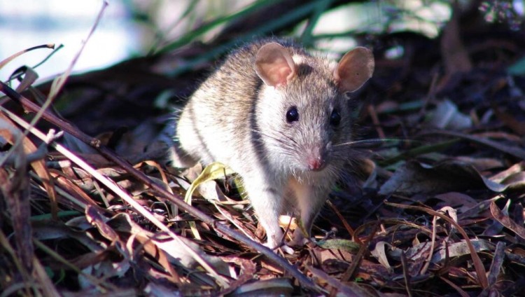 Ученые: израильские крысы научились лущить орехи из хвойных шишек
