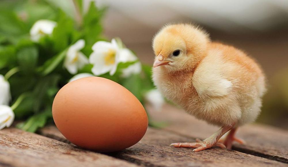 Менять пол цыпленку еще в яйце научились в Израиле - STMEGI