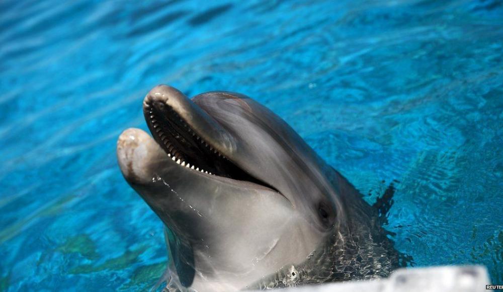ХАМАС заявил о захвате израильского «боевого дельфина»