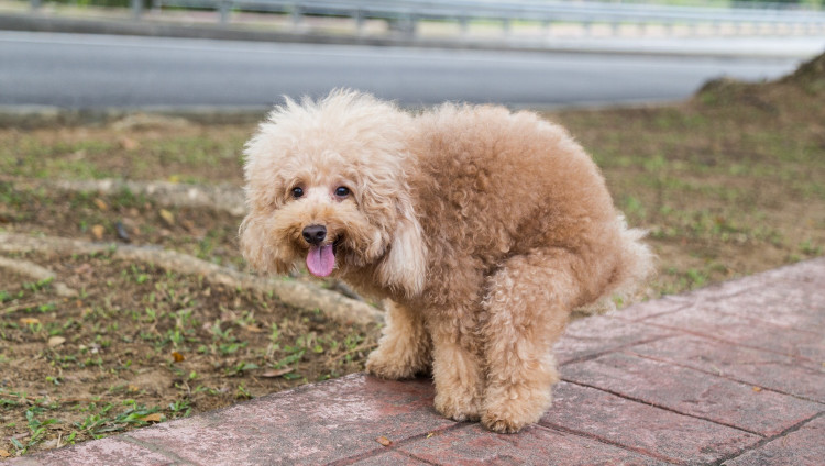 Кнессет утвердил законопроект о ДНК собак для борьбы с фекалиями на улицах