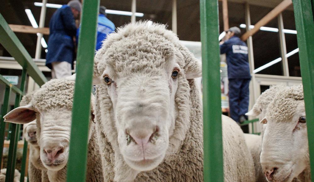 Бельгия утвердила запрет ритуального забоя скота по мусульманским и иудейским нормам