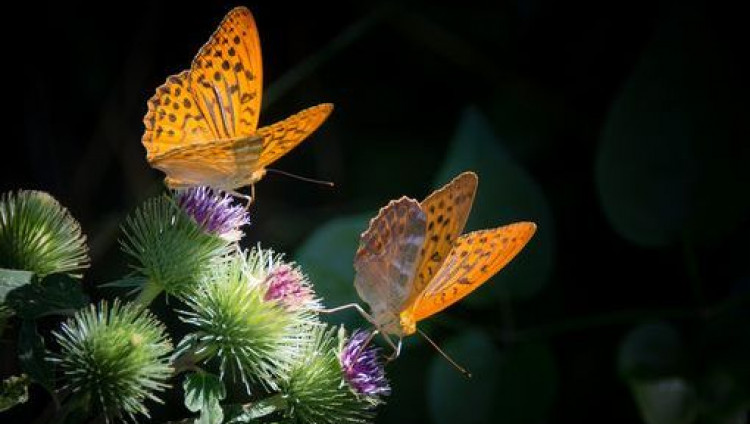 160-летнюю коллекцию бабочек вернули в Израиль