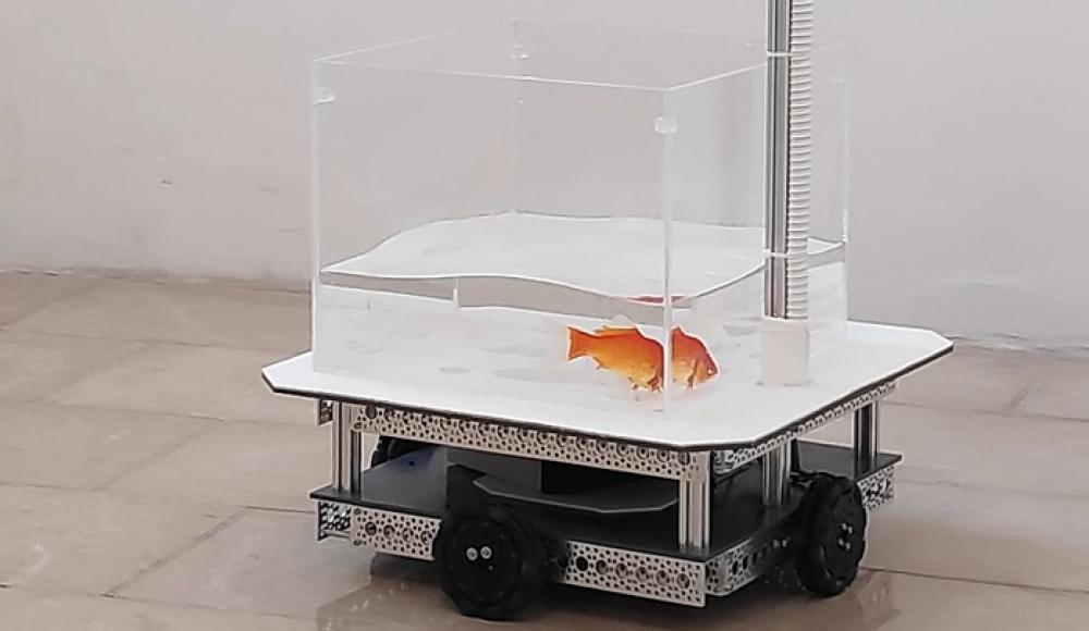 Израильские учёные научили золотых рыбок управлять аквариумом на колесах