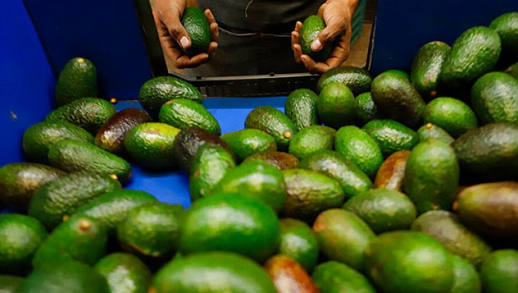 Израильская технология позволит увеличить площадь плантаций авокадо в мире