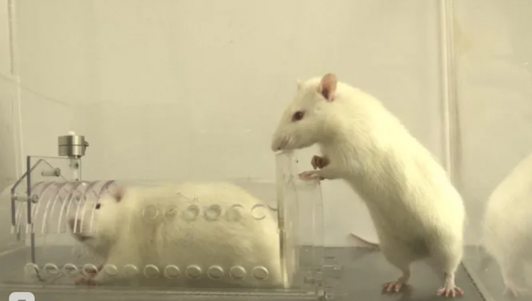 Израильские ученые выяснили — крысы, как и люди, стараются помогать знакомым