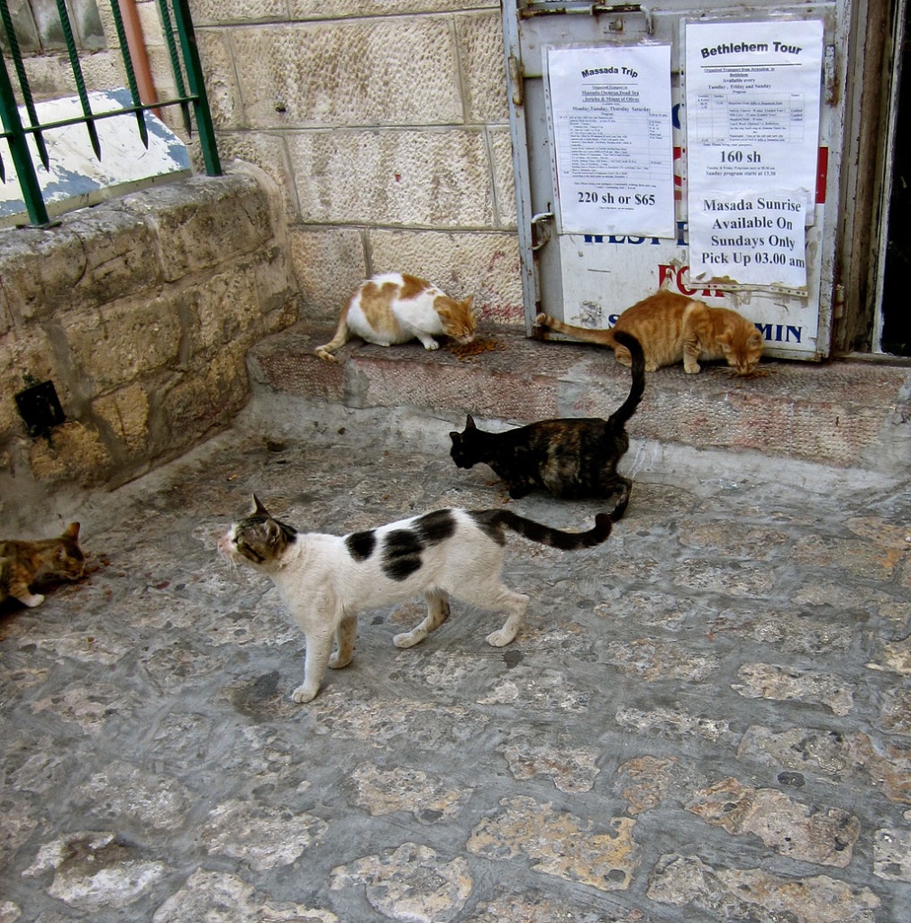 Jerusalem_Cats_cats_cats_(6035086482).jpg