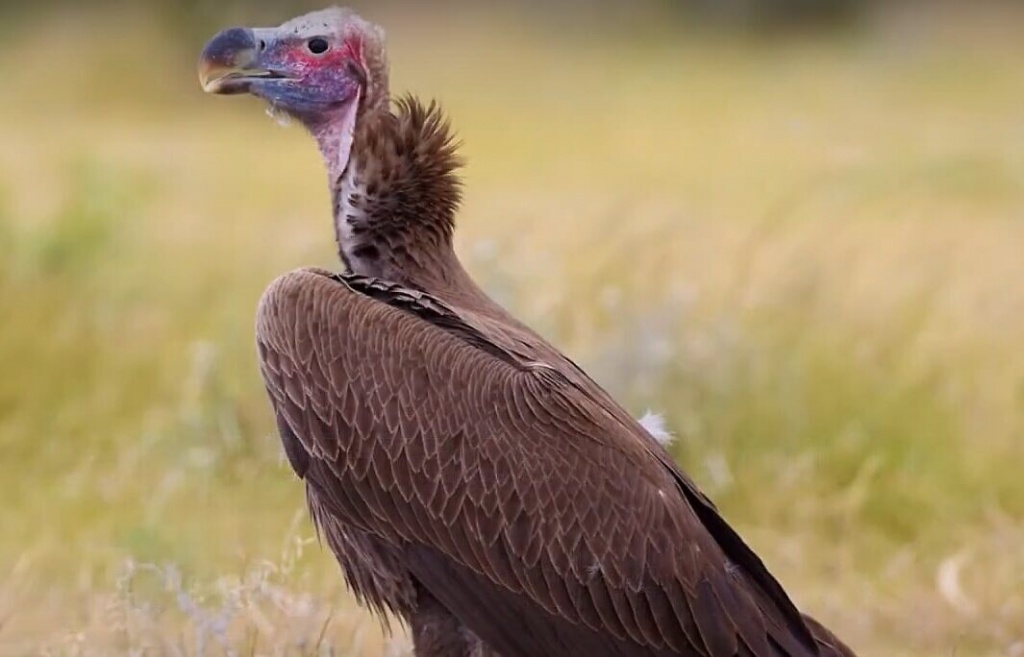 lappet-faced-vulture-e1621959433286.jpg