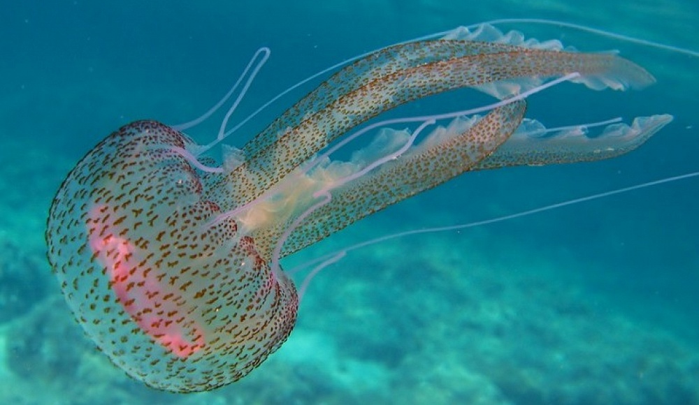 Начинается «сезон медуз» на израильском побережье Средиземного моря