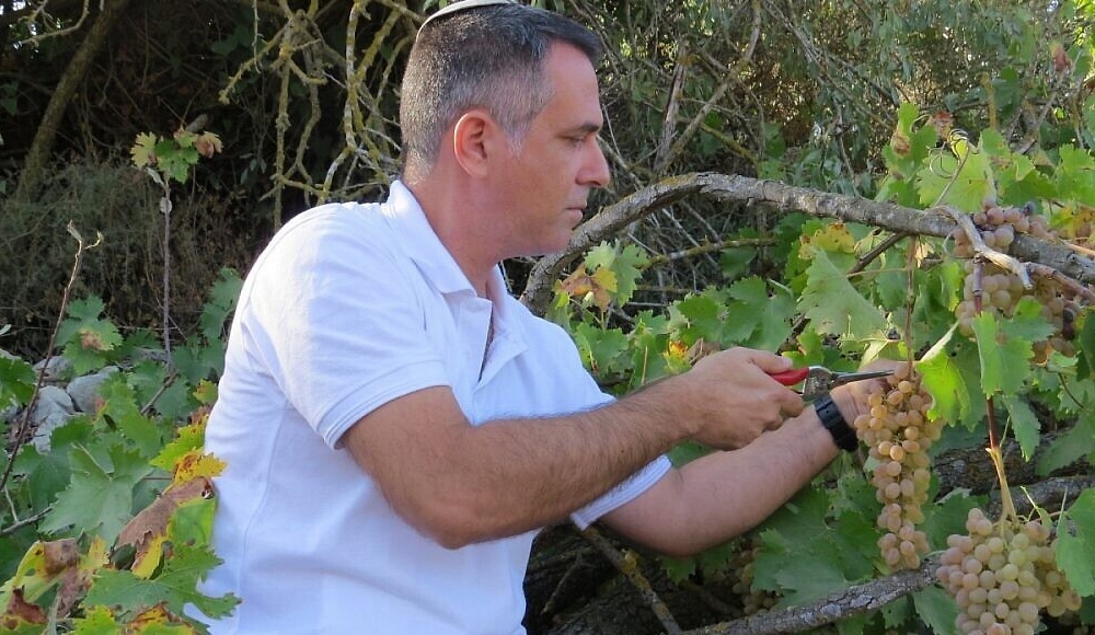 Израильский виноград оказался прародителем европейских вин