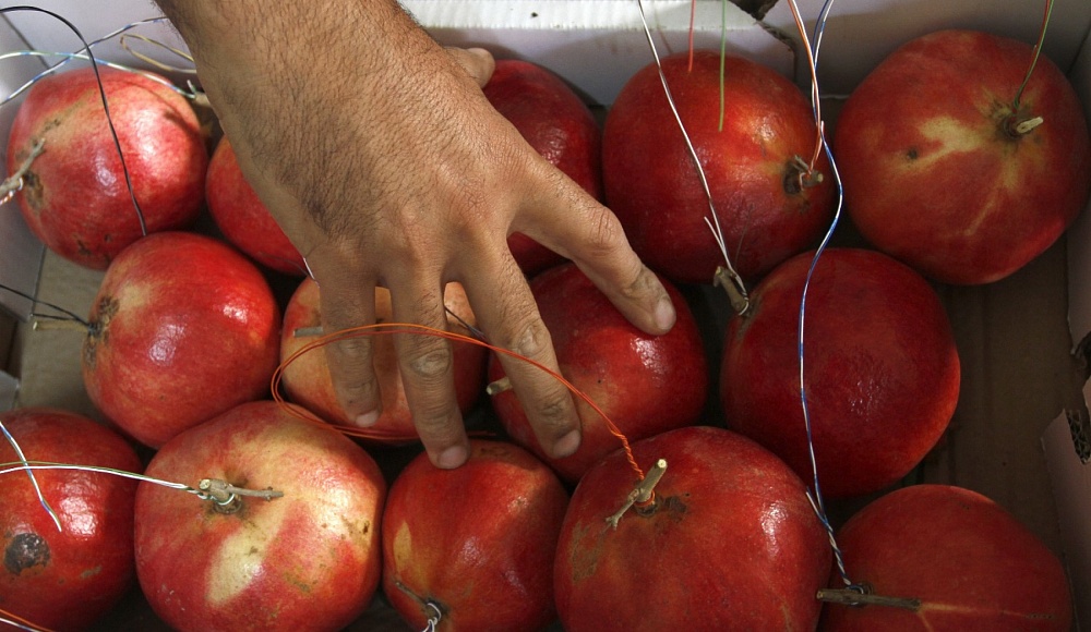 Отчет Госконтролера Израиля: страна — рекордсмен по применению пестицидов в сельском хозяйстве