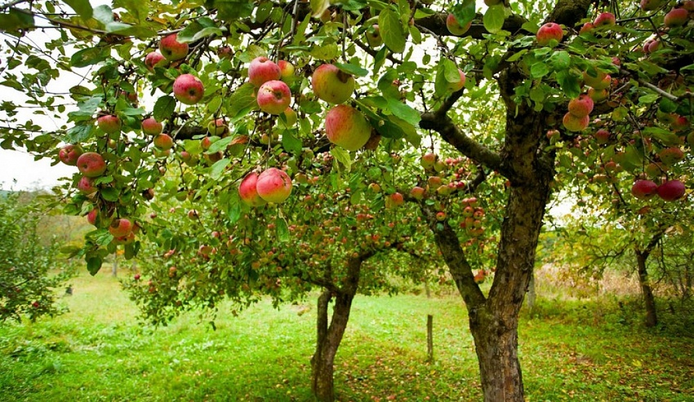Израиль создает фруктовые сады в Азербайджане