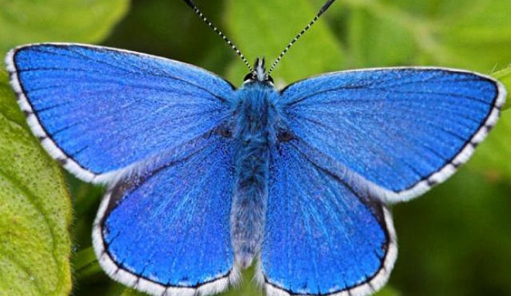 Синие обои бабочки на телефон - 75 фото