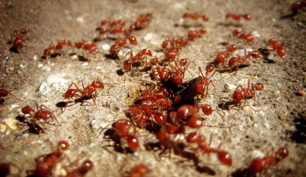 В Абу-Гоше обнаружен очаг смертельно опасных огненных муравьев