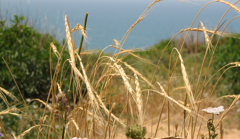 В Израиле обнаружили дикую пшеницу со сверхвысокой защитой от патогенов
