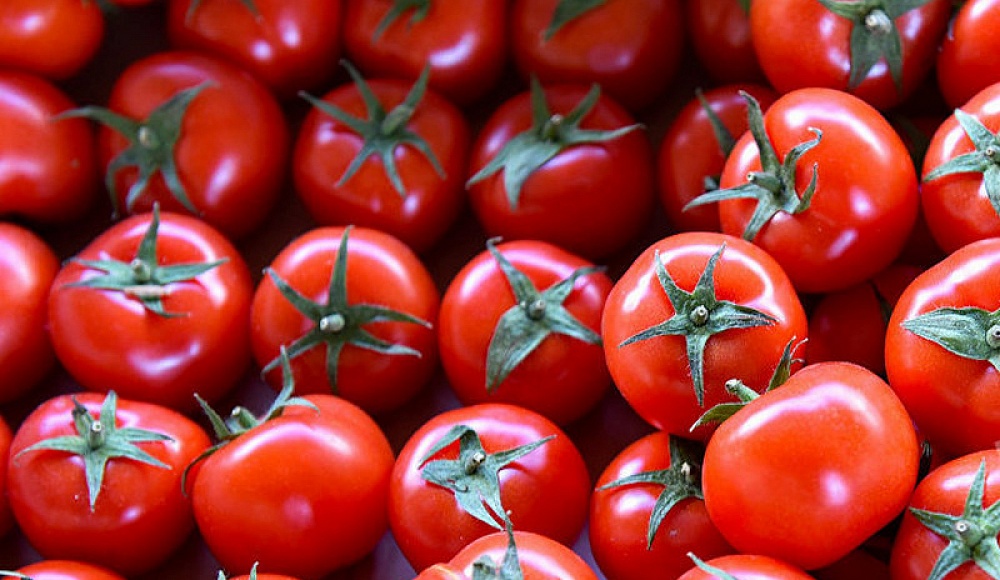 Израильские ученые вывели сорт помидоров устойчивых к экстремальной жаре