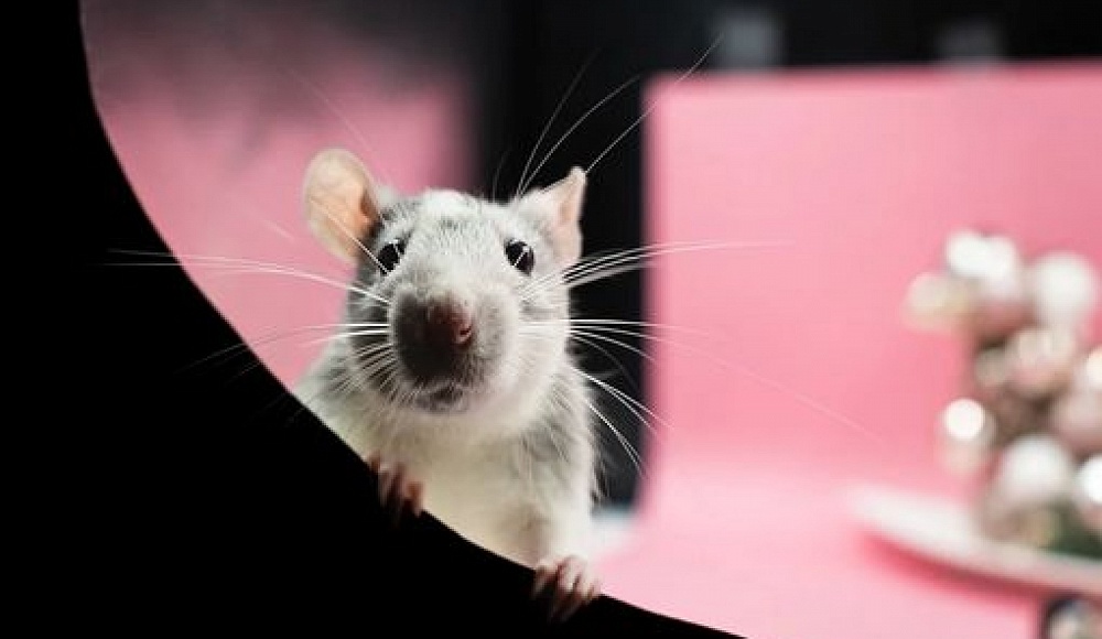 Точность 93%: Израильский стартап научил крыс выявлять рак легких 