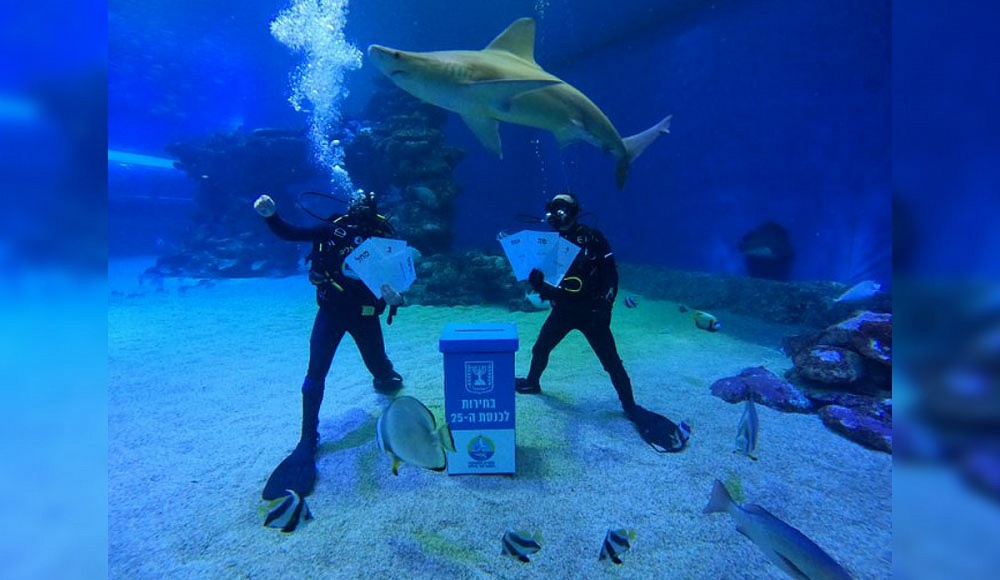 Урна на дне бассейна с акулами: в Эйлате прошло самое необычное голосование