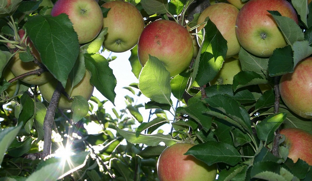 Каббалистическая сгула – яблоко на трапезе Шабата