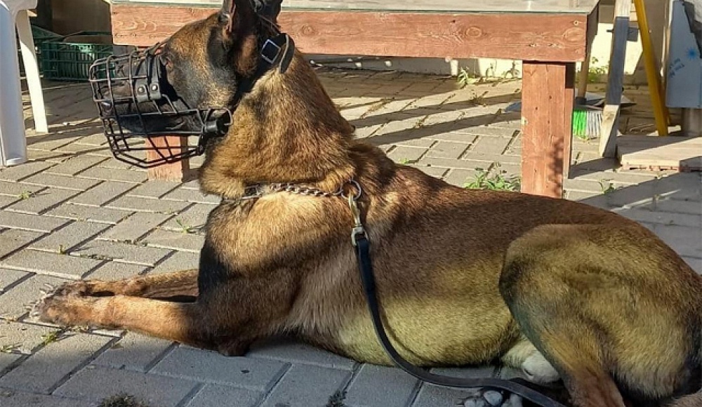 Служебный пес Джанго стал жертвой антитеррористической операции в Шхеме