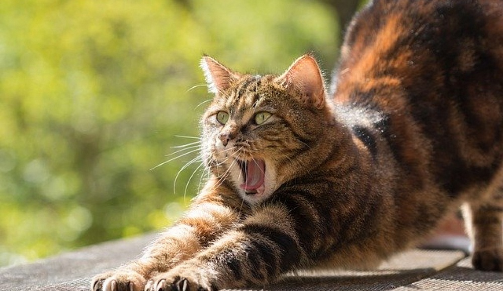 Израильские ученые: Владельцы кошек рискуют заразиться паразитом, разрушающим мозг