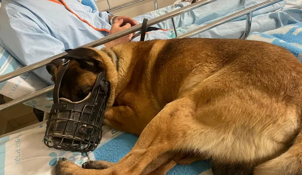 Пес Даго, раненный в бою в Дженине, лечится вместе с проводником