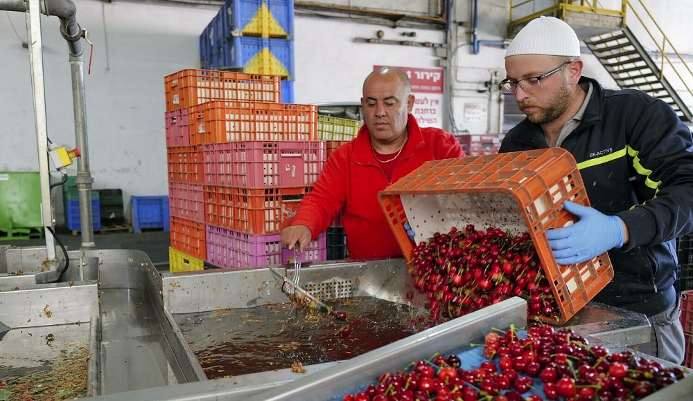 В этом сезоне израильские фермеры обещают рекордный урожай фруктов
