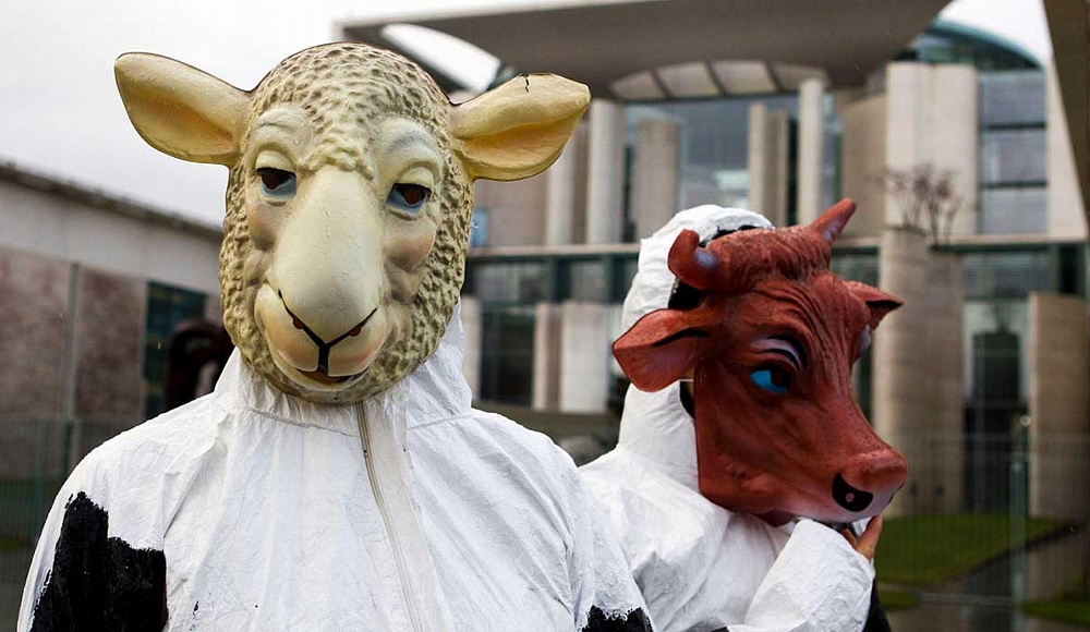 Почему Европа вводит репрессии против ритуального забоя скота