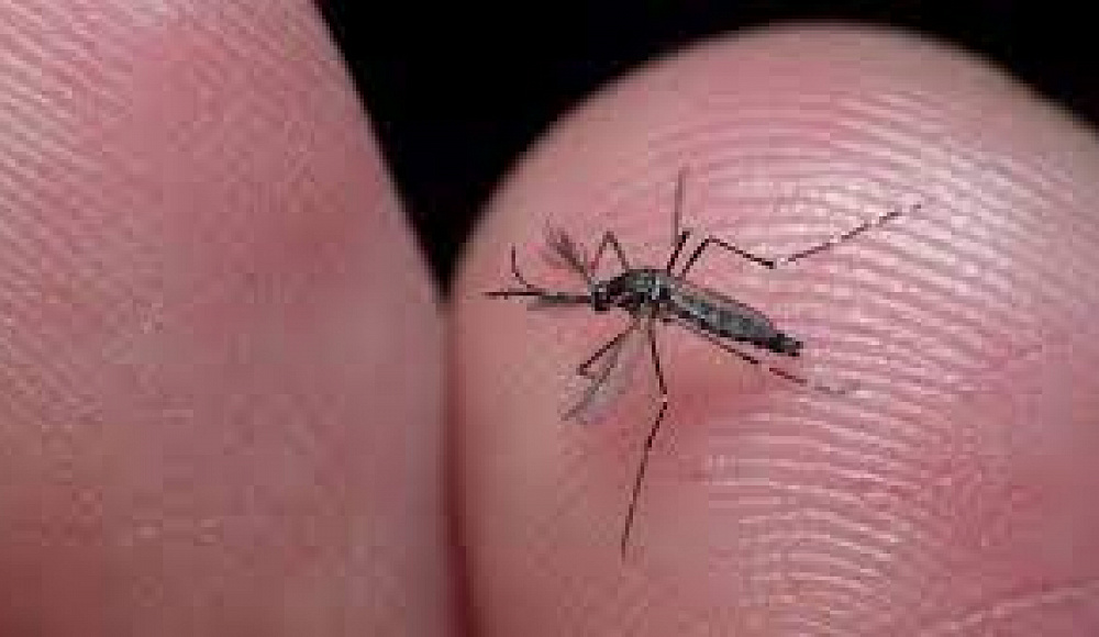 Ученые Еврейского университета в Иерусалиме изобрели новое средство для борьбы с комарами
