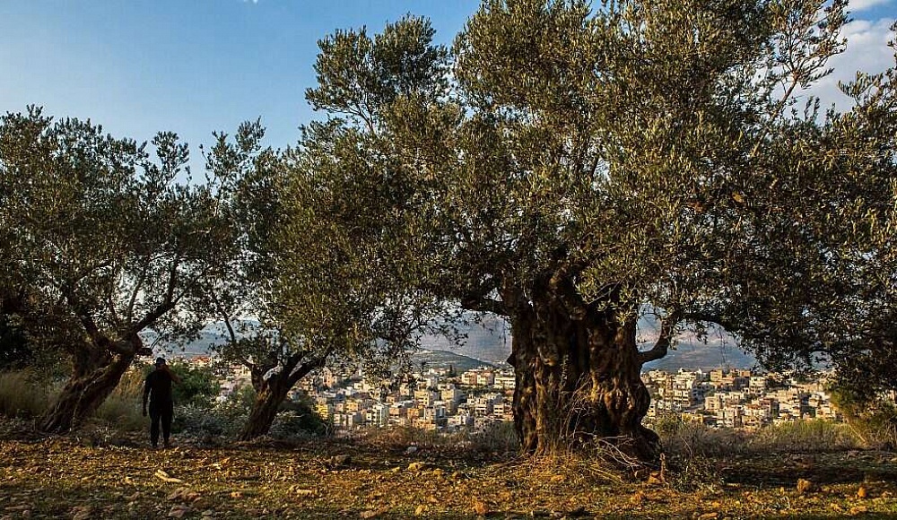 Древнейшее в мире свидетельство окультуривания плодовых деревьев обнаружено в Израиле