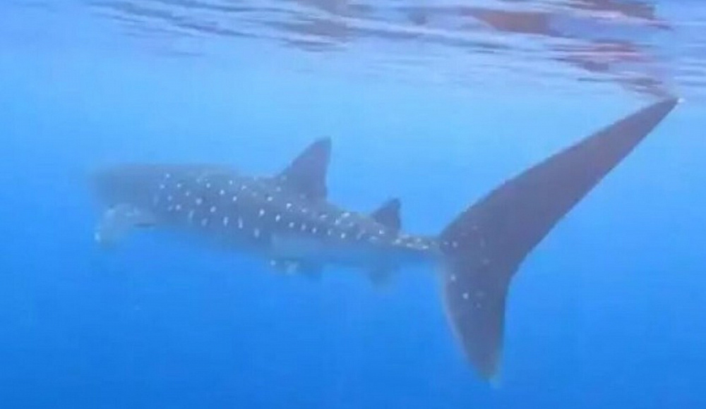 У берегов Эйлата обнаружена находящаяся под угрозой исчезновения китовая акула
