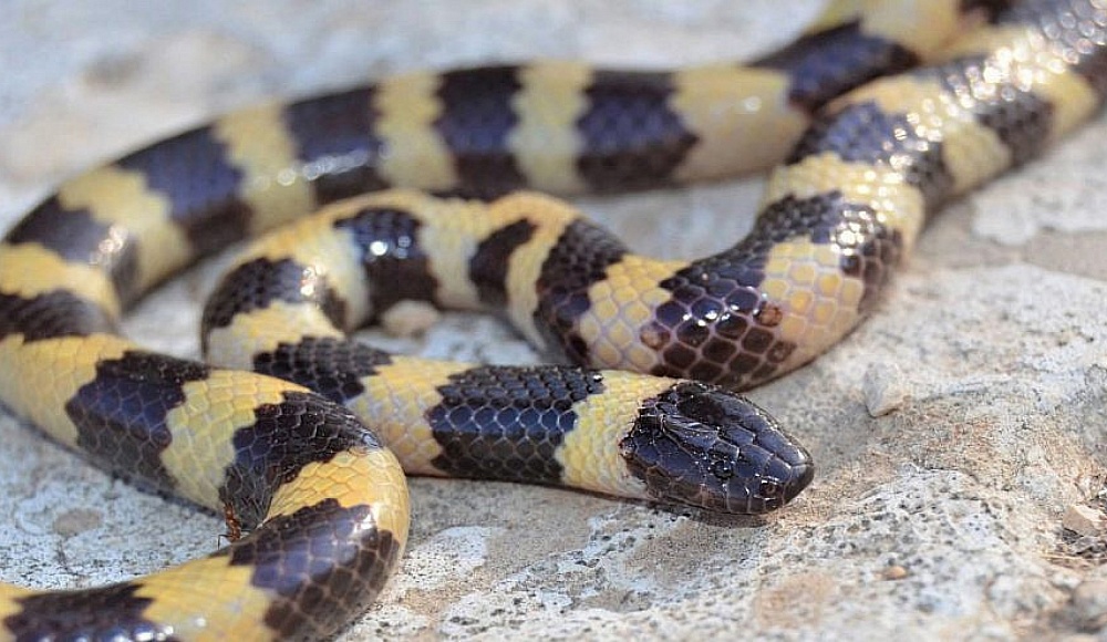 В Израиле обнаружили новое семейство змей