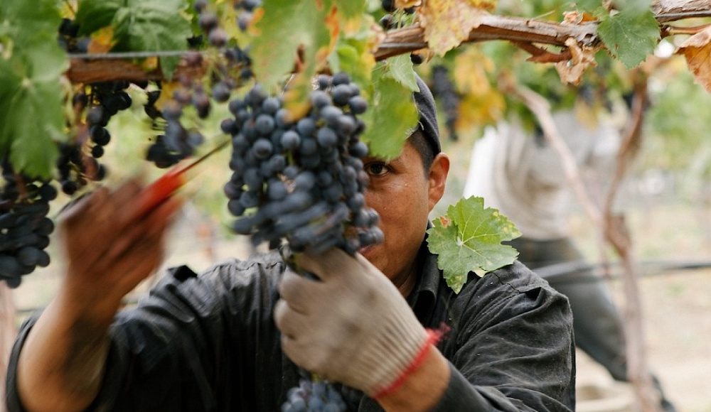 Израильские компании отказываются от винограда из ЮАР в знак протеста против обвинений Израиля в геноциде