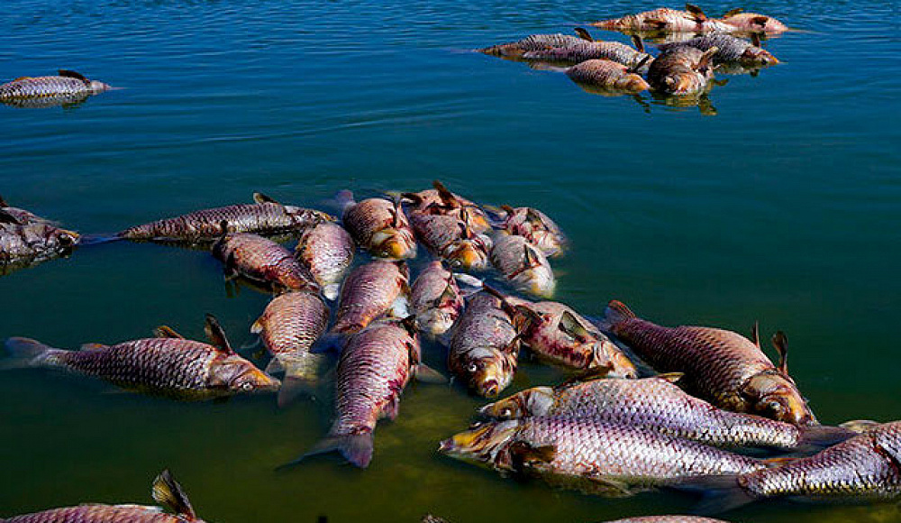 В Кинерете из-за незаконного сброса пестицидов гибнет рыба 
