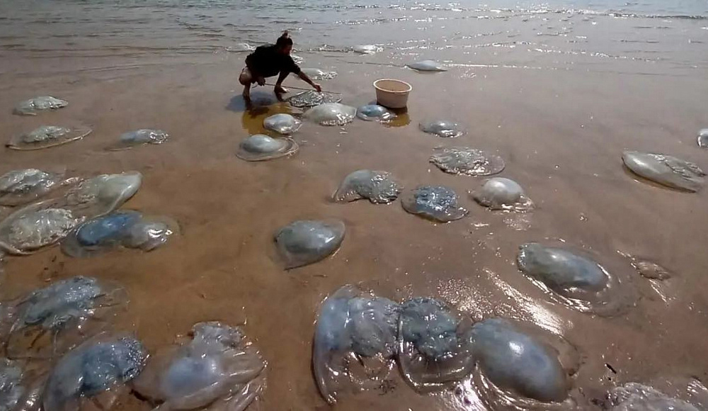 У побережья Израиля появились 30-килограммовые медузы