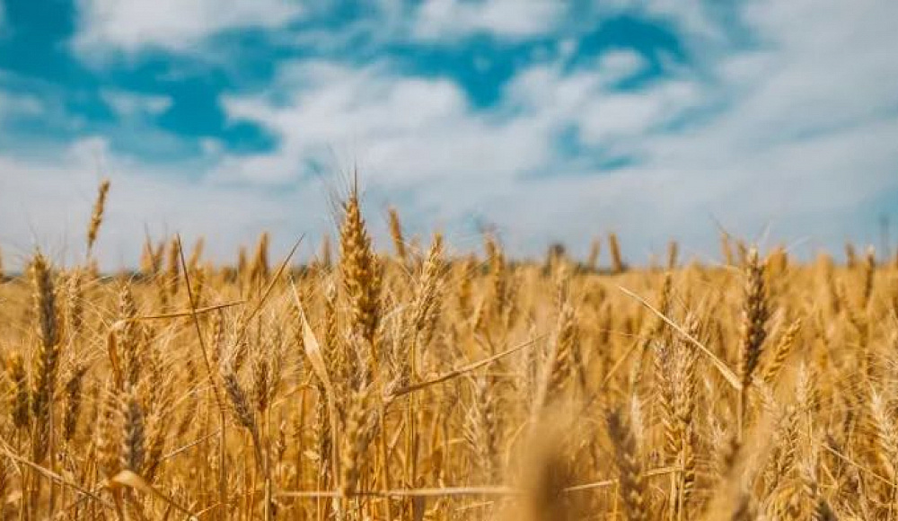 Израиль впервые вошел в топ-10 импортеров российского зерна