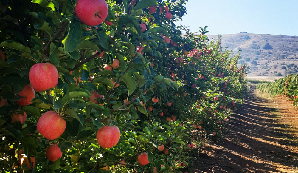 На Новый год израильтяне съедят 15 тыс. тонн яблок и 6 тыс. тонн гранатов