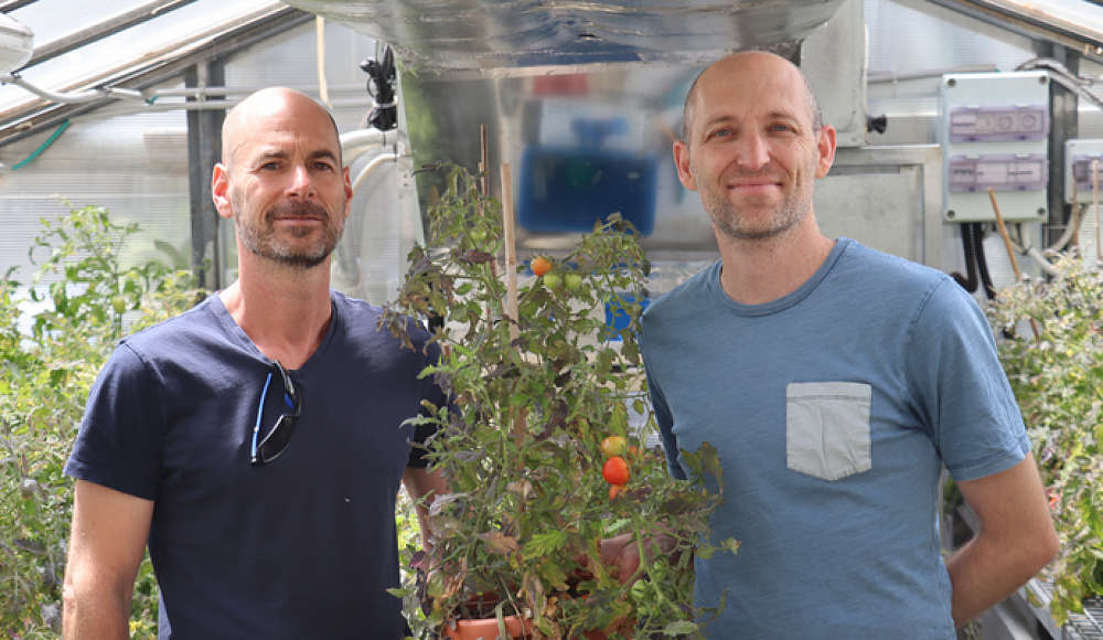 Ученые Тель-Авивского университета открывают путь к генетической «зеленой революции»