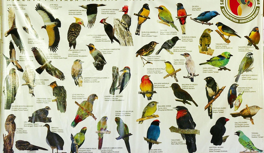 Названия видов птиц в джуьгьури 